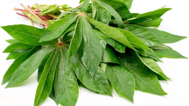 9 Manfaat Daun Singkong untuk Kesehatan